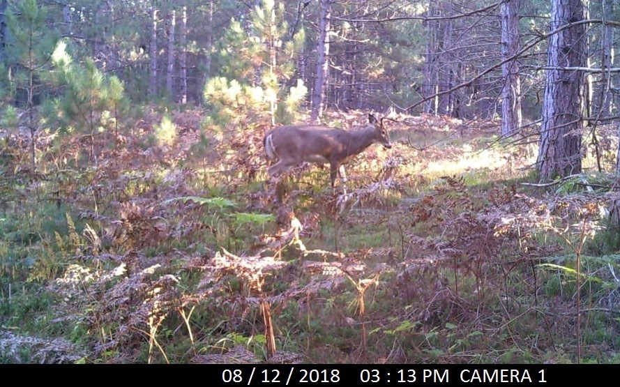 deer on trail cam