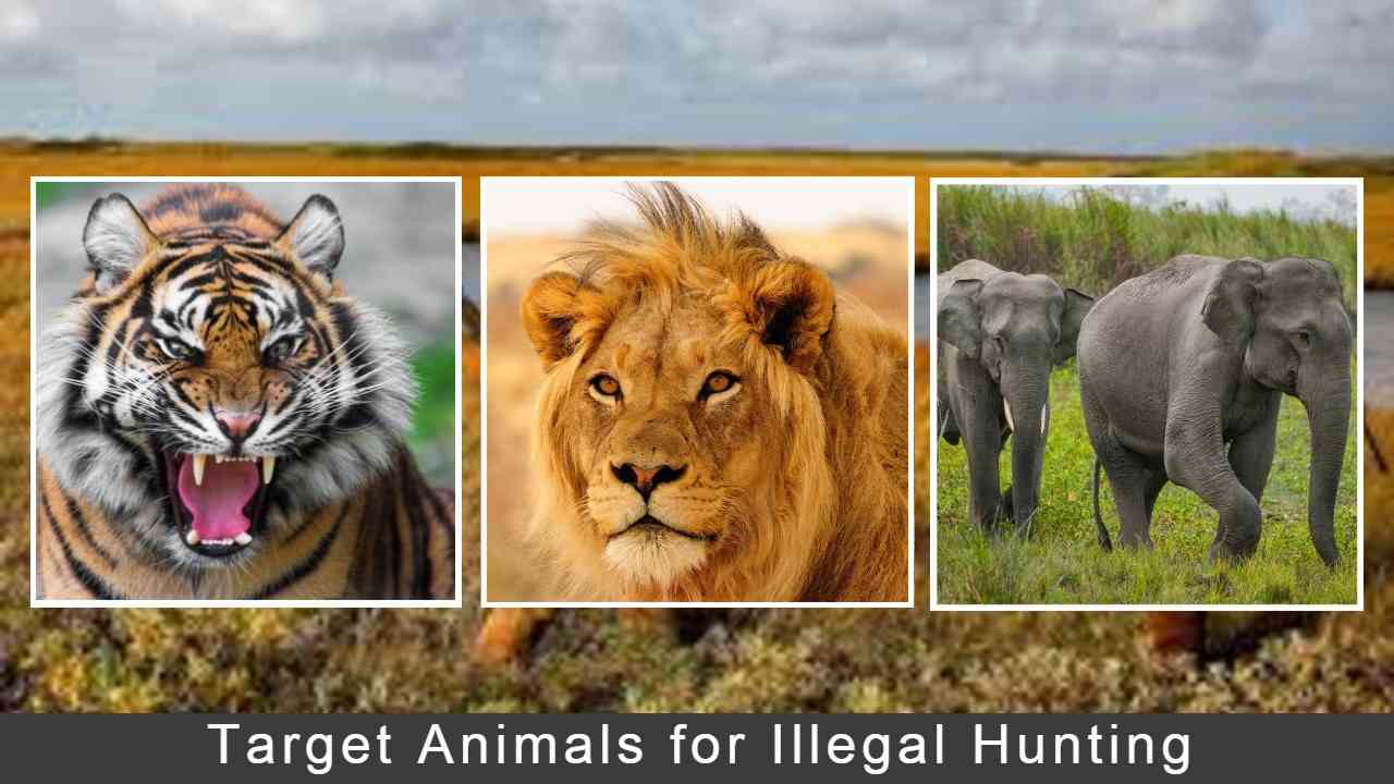 Illegal Hunting One of The Dreading Crimes Against Natural ECO System