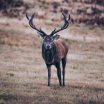 Best Scale for Weighing Deer in 2021 - Expert Reviews