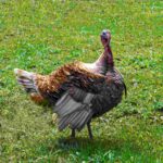 Best Turkey Broadheads Reviews 2021 - Expert Buying Guide