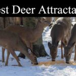 Best Deer Attractant - Reviews 2022